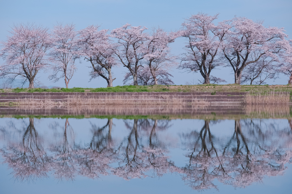 名も無き桜の名所