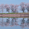 名も無き桜の名所