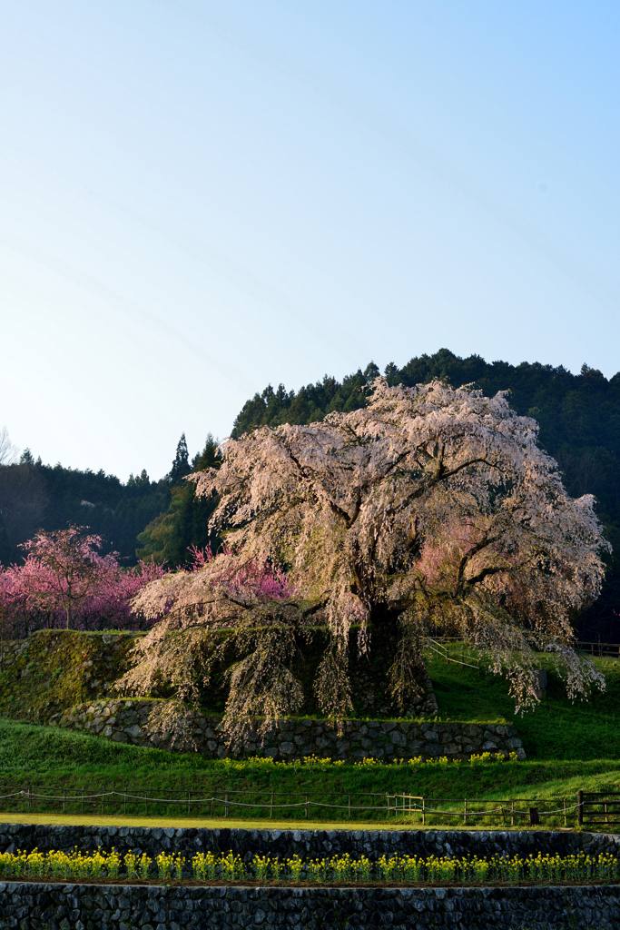 美しすぎる桜