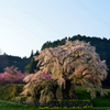 美しすぎる桜