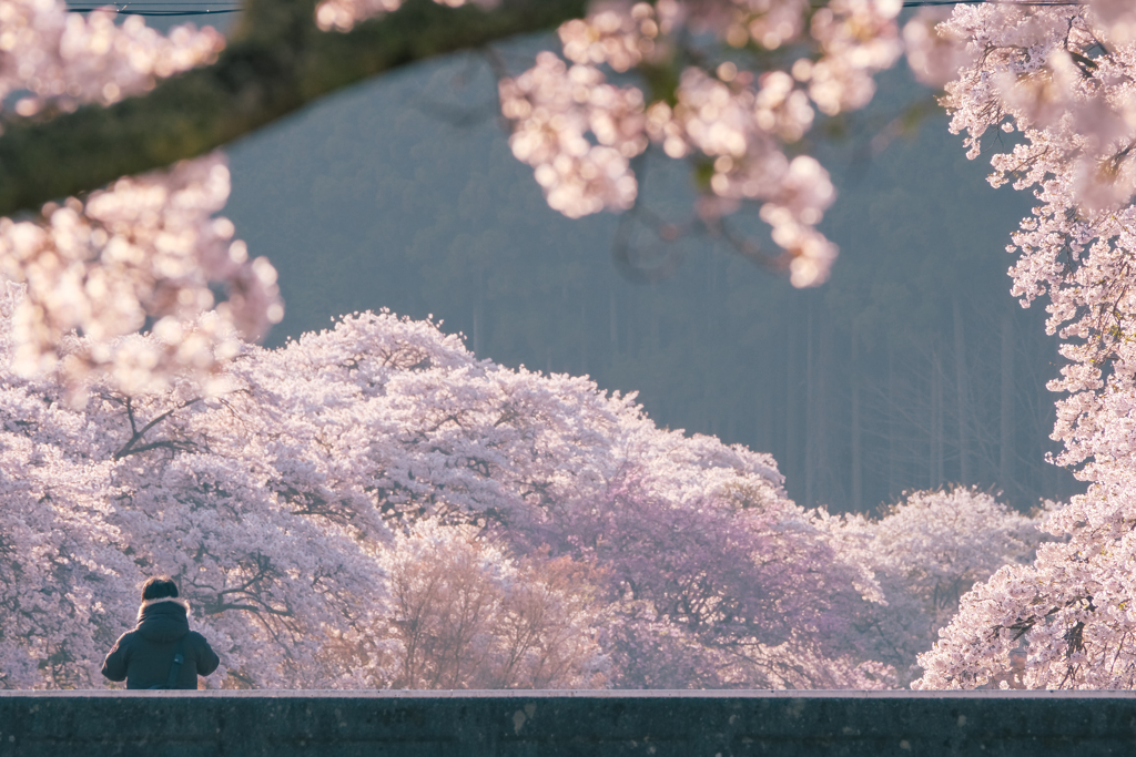千本桜