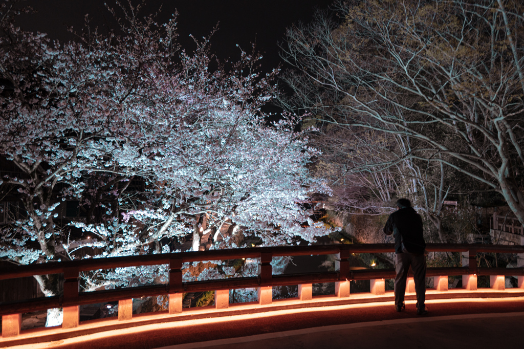 夜桜を楽しむ会