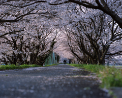 桜並木の下で