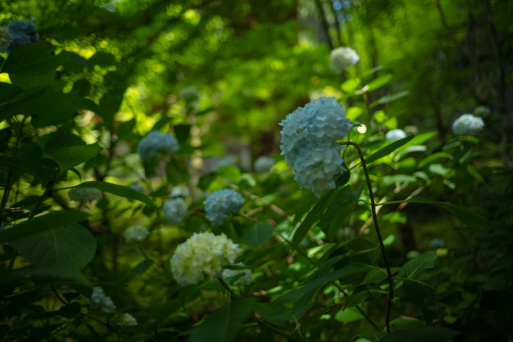 森の紫陽花