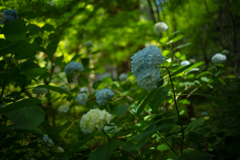 森の紫陽花