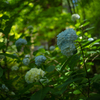 森の紫陽花