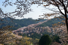 グラデーション桜
