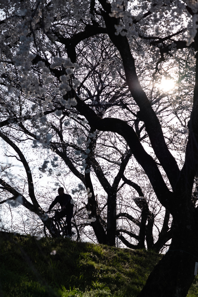 桜道