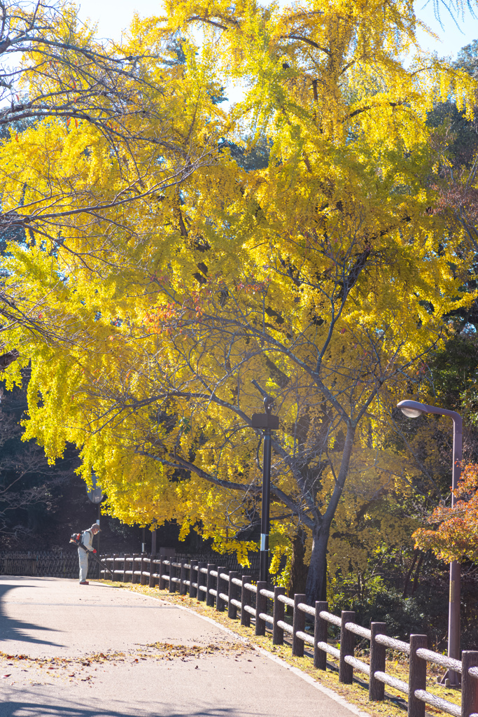 奈良公園〜その肆