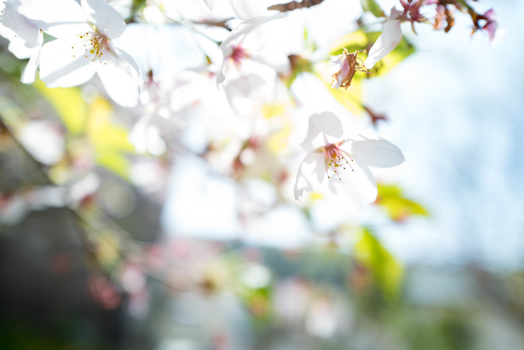 SAKURA