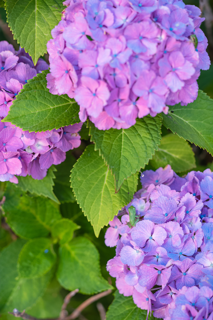 紫陽花ベット×小さな住民