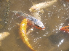 鯉