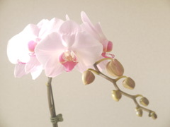 胡蝶蘭