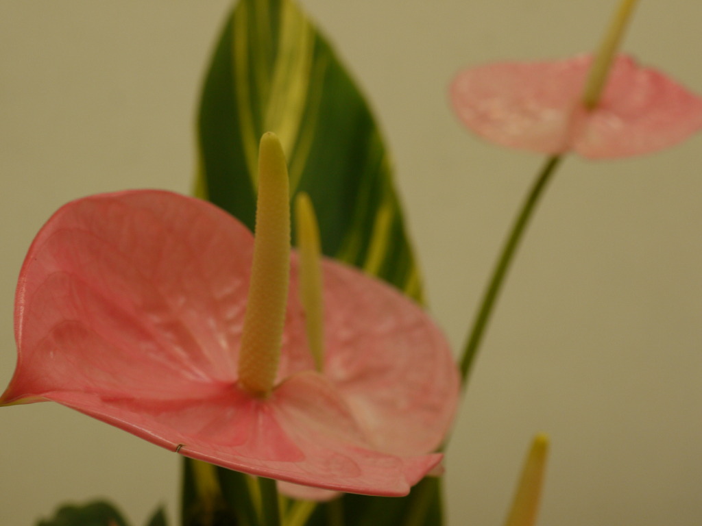 華道展5
