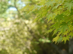 林の木々