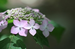 お陽様　注ぐ