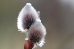 寄り添って・・