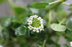 何の花でしょうか？