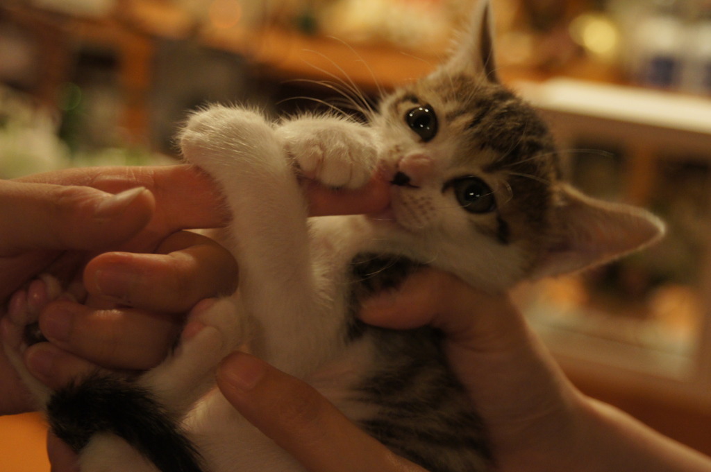 こねこ