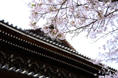 南禅寺の桜2