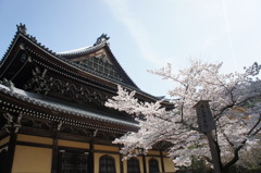 寺とさくら