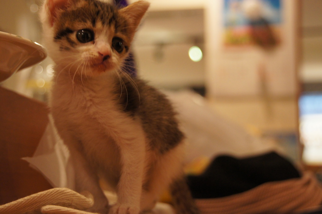 こねこ