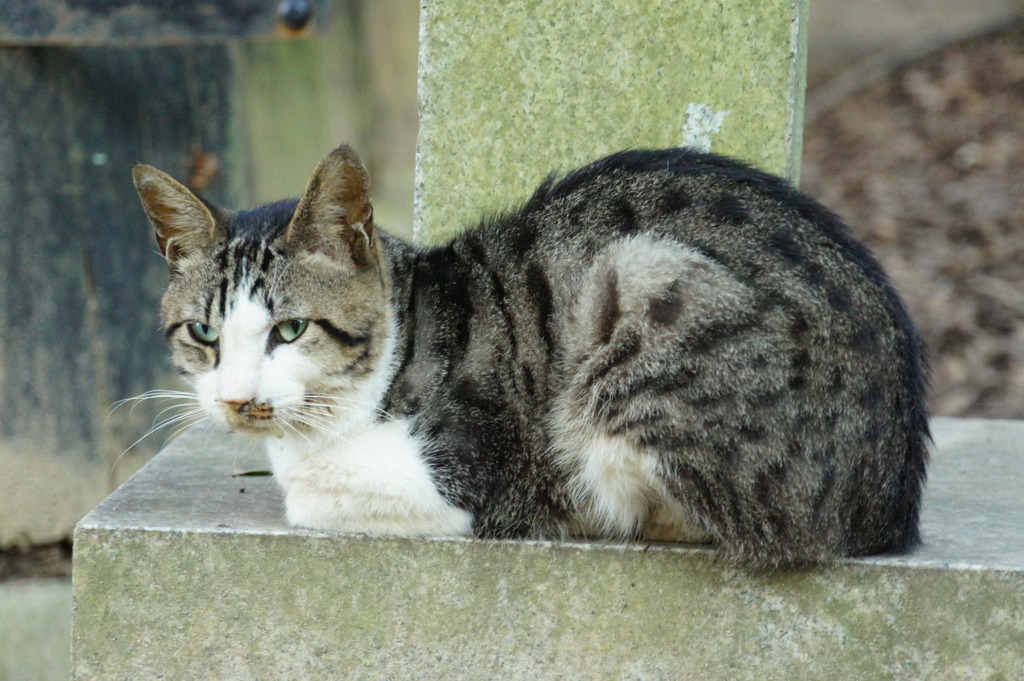 ねこさん