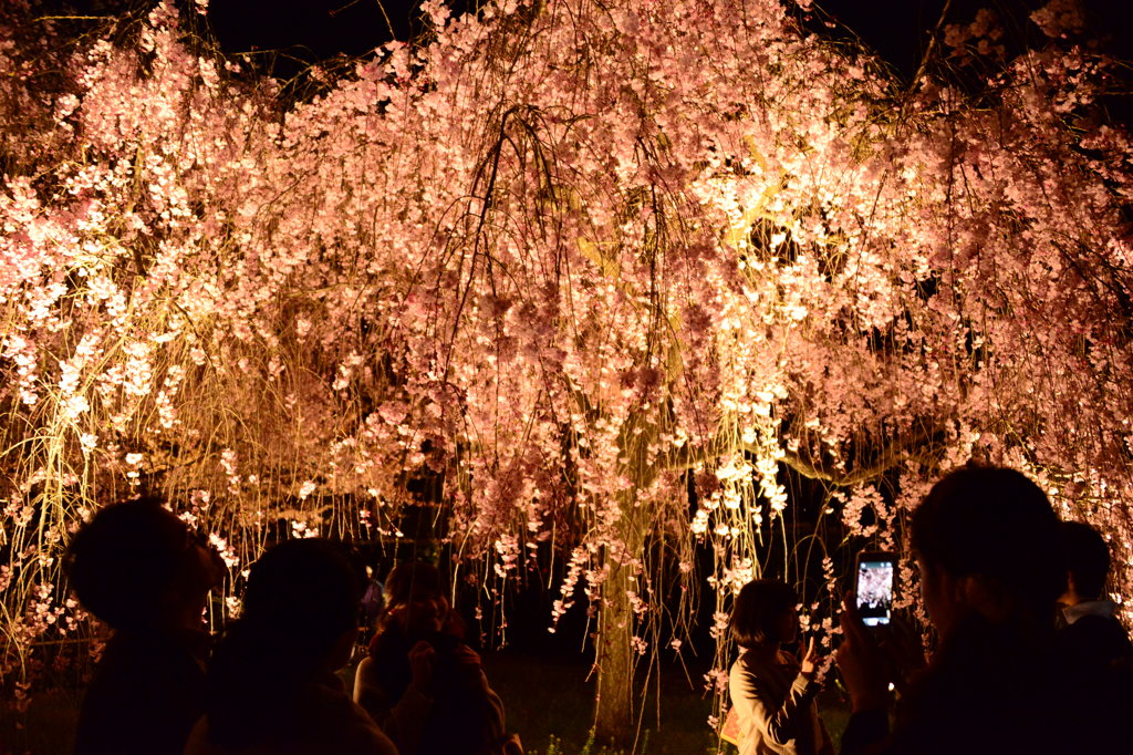 しあわせな夜桜