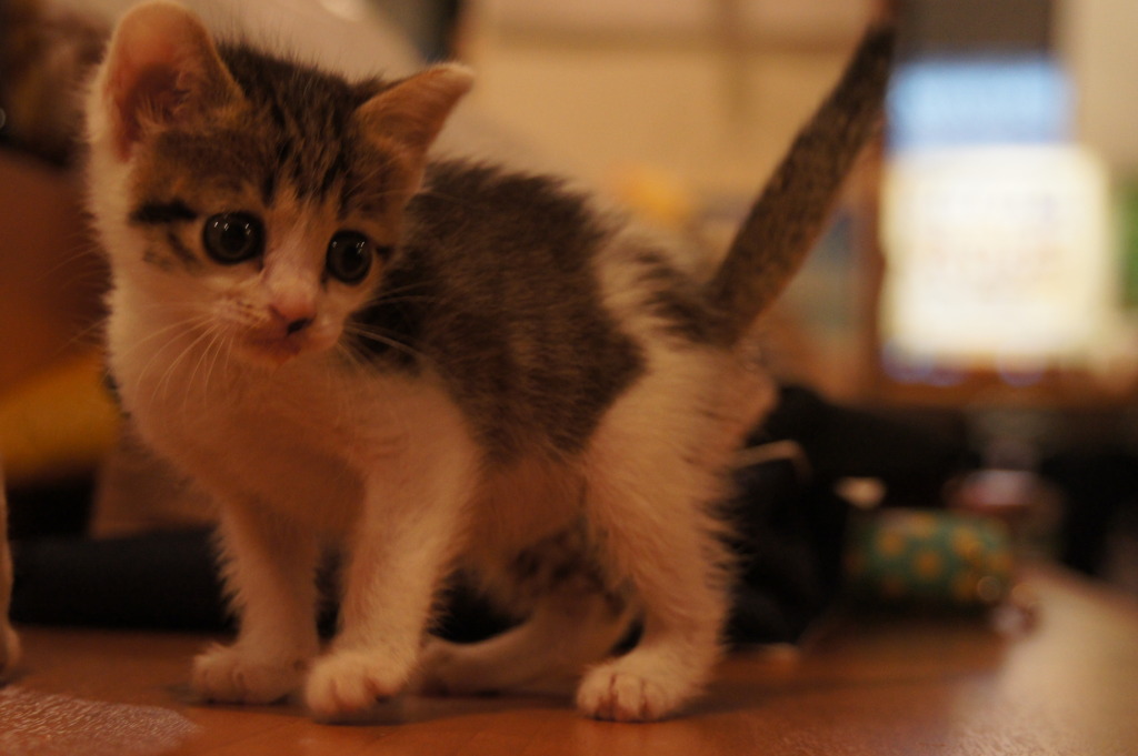 こねこ
