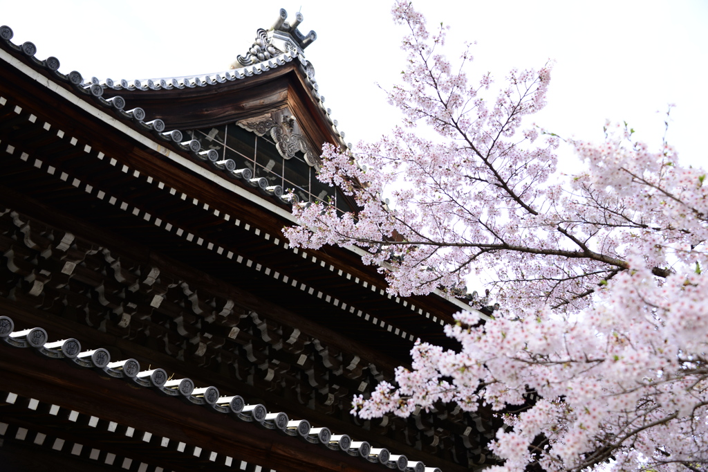 南禅寺の桜