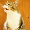 ちょこすさん