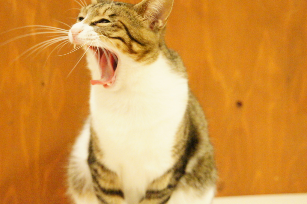 ちょこすさん