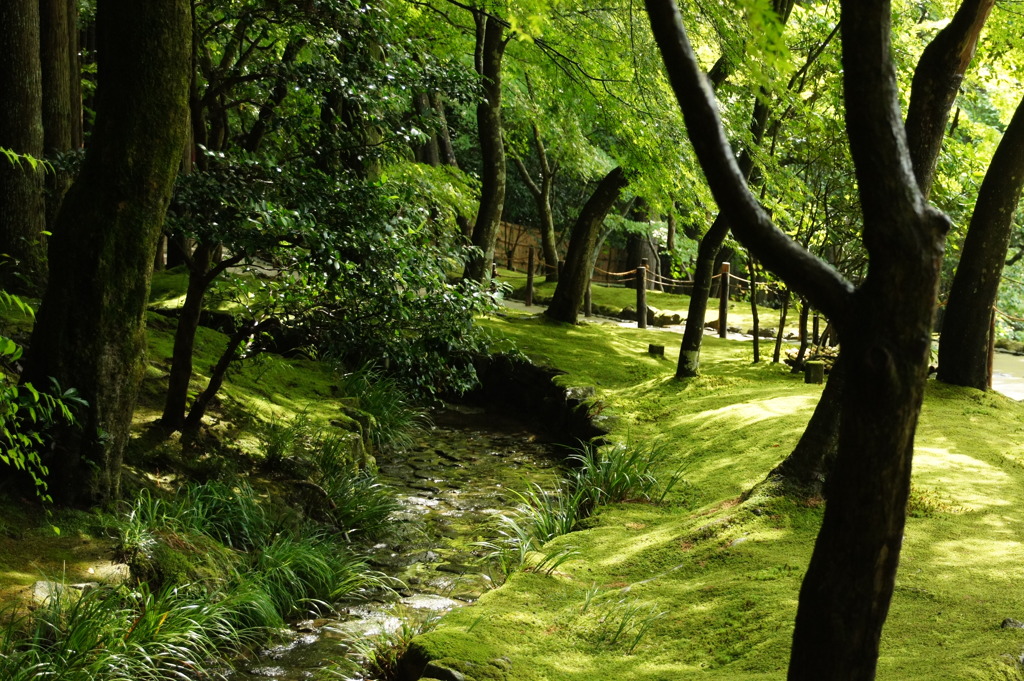 銀閣寺のみどり