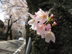 懐かしい春