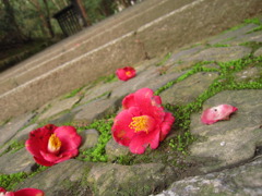 いのち短し