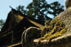 moss
