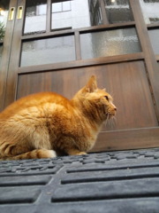 ねこだね