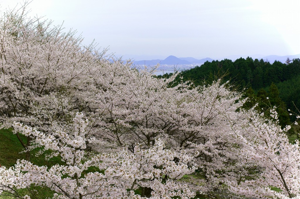 仰木の山中より三上山を望む