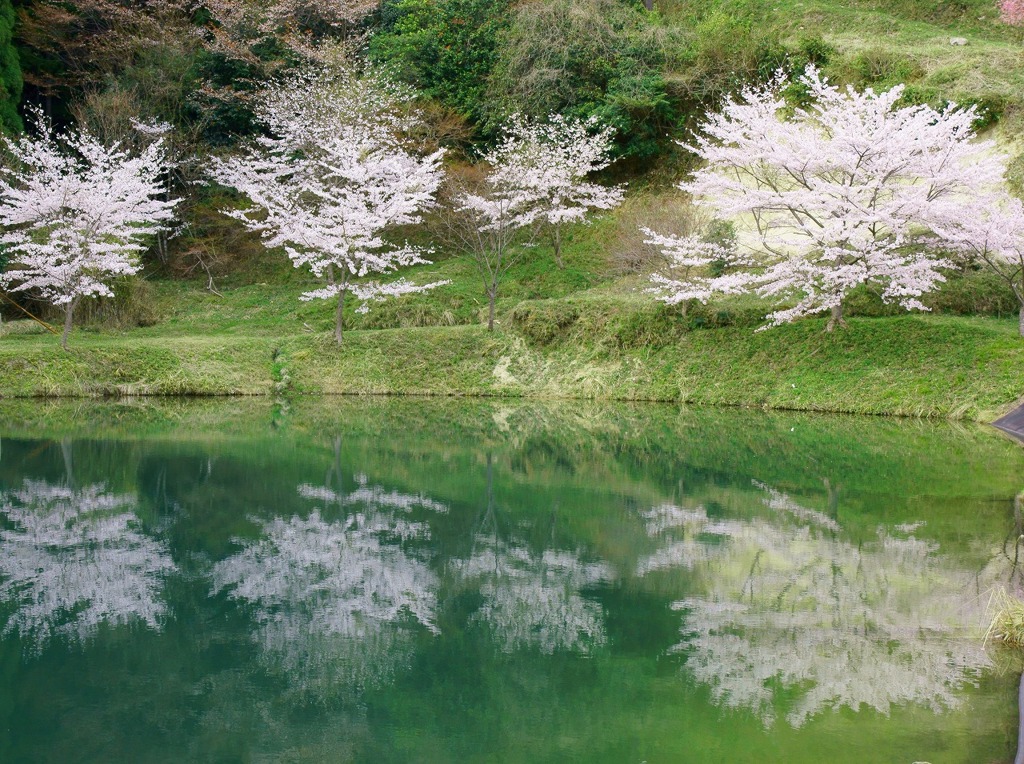 池に写った桜