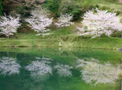 池に写った桜