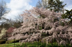 植物園最大の桜