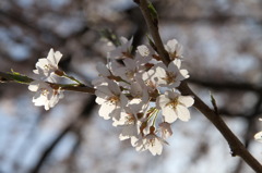 お花見