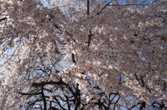 しだれ桜