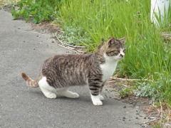 ネコ