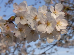 近所の桜