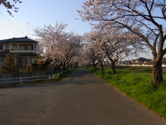 近所の桜