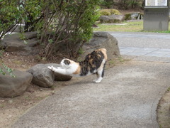 ネコ