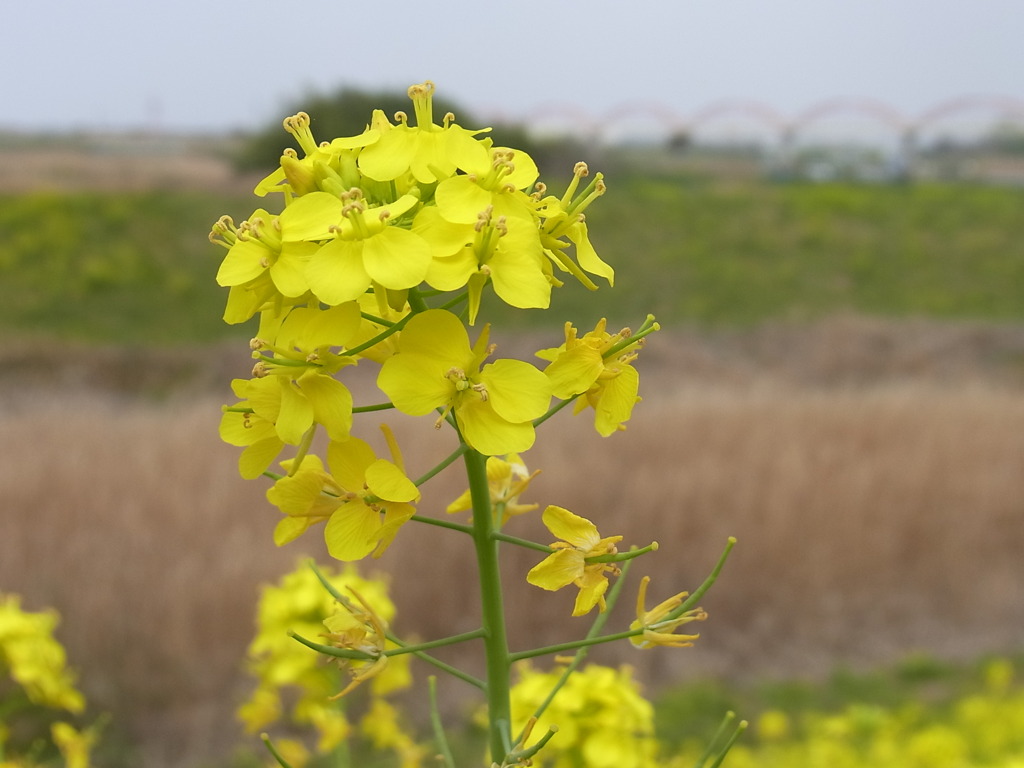 菜の花