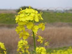菜の花