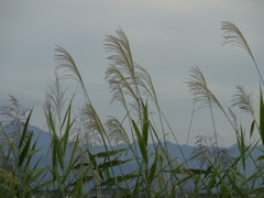 ススキ